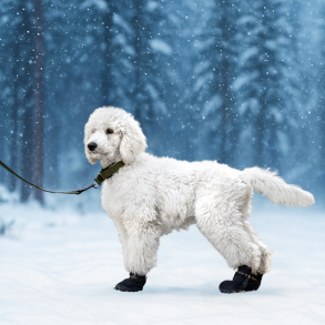 Potesokker til hunde