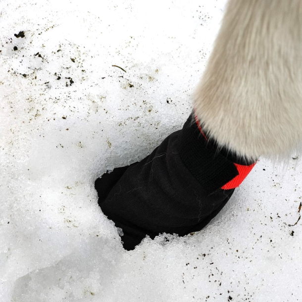 Potesokker til hunde