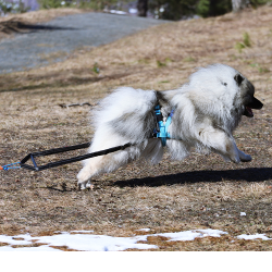 VIP Weight pulling kit