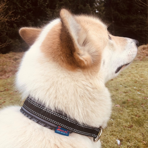 ZeroDC Blizzard Royal Halsbnd