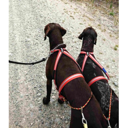 Dragrttan Multisportsele