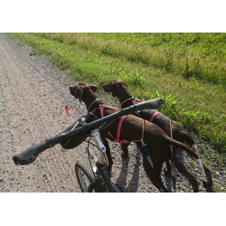 Dragrttan Multisportsele