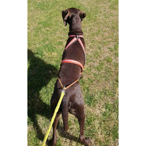 Dragrttan Multisportsele