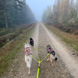 Risheim Elastikliner 1-3 hunde