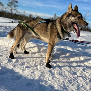 Potesokker til hunde
