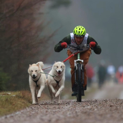 Risheim Elastikliner 1-3 hunde